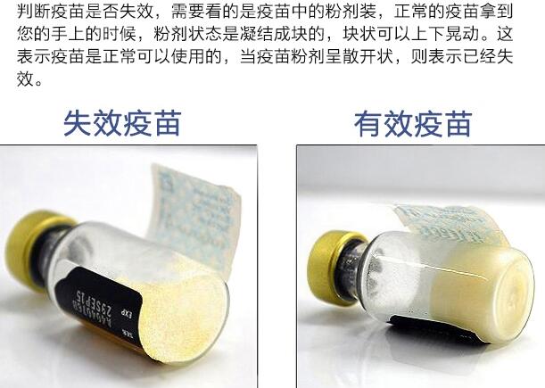 如何辨别辉瑞卫佳疫苗真假？(图1)